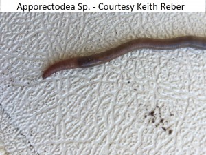 Apporectodea Sp. - Courtesy Keith Reber      